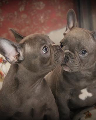 Bulldog francese