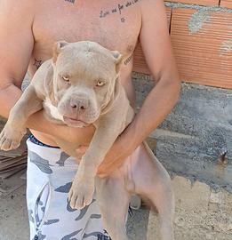 American bully