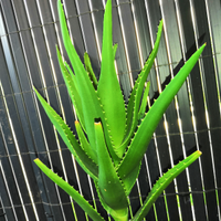 Pianta aloe arborescens