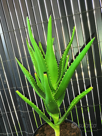 Pianta aloe arborescens