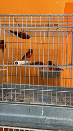 Cardinalini del venezuela