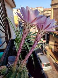 Echinopsis var. Oxygona lotto 1