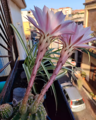 Echinopsis var. Oxygona lotto 1