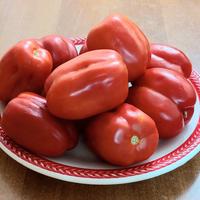 SEMI POMODORI raccolto 2025 IMMUNI ULTRA CENTENARI