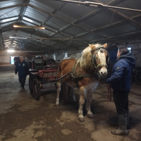Feste di compleanno con gli animali