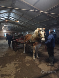 Feste di compleanno con gli animali