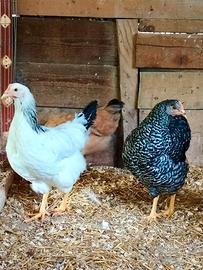 Galline ovaiole