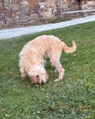 Segugio
