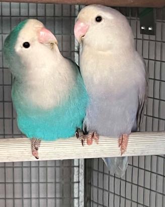 Cocorite e Inseparabili