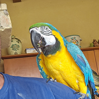 Ara ararauna allevato a mano