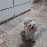 Maltese maschio con pedigree Enci
