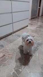 Maltese maschio con pedigree Enci