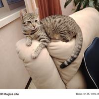 Susy gattina 7 mesi
