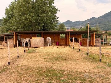 Paddock cavalli