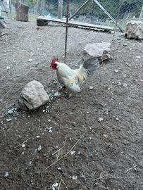 R.E.G.A.L.O galli nani