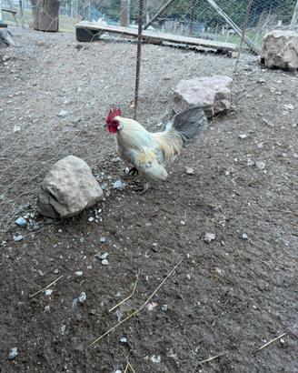 R.E.G.A.L.O galli nani