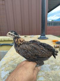 Pulcini di gallina Araucana