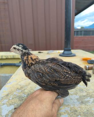 Pulcini di gallina Araucana