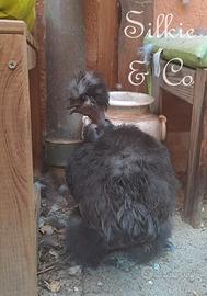 coppia giovane moroseta SILKIE SHOWGIRL
