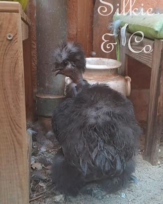 coppia giovane moroseta SILKIE SHOWGIRL