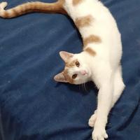 Spank micio in adozione