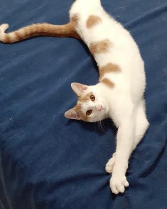 Spank micio in adozione