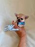 chihuahua-maschio-con-pedigree-enci