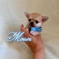 Chihuahua maschio con pedigree enci