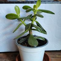Albero di Giada / Crassula / 