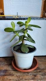 Albero di Giada / Crassula / 