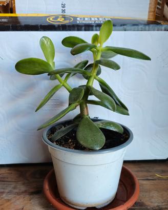 Albero di Giada / Crassula / 