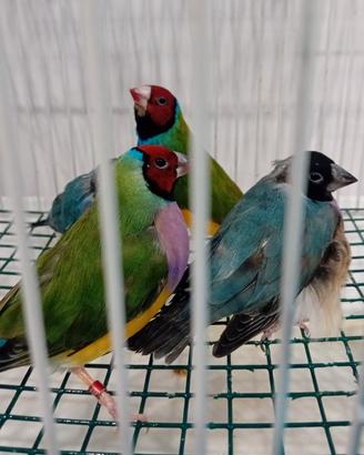Diamanti di gould