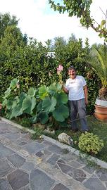 Fiori di loto, rizomi, piantine e semi.