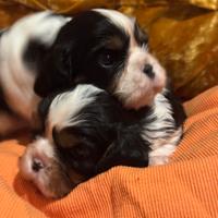 Cavalier king pedegree enci