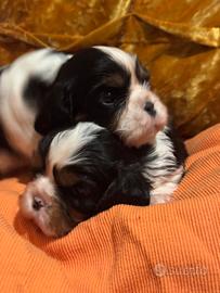 Cavalier king pedegree enci