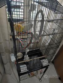 Pappagalli inseparabili compreso di tutto 150