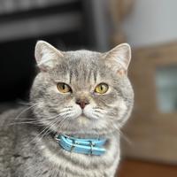 Scottish Straight maschio