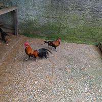 Galletti e galletti Phoenix onagadori