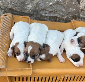 Cuccioli di Jack Russell