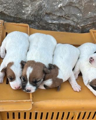 Cuccioli di Jack Russell