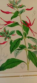 stampa antica di botanica originale anno 1860