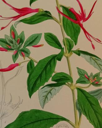 stampa antica di botanica originale anno 1860