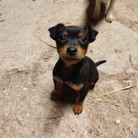 Cagnolino