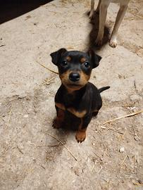 Cagnolino