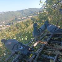 Piccioni volantini Ternani