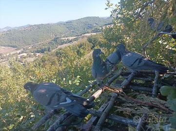 Piccioni volantini Ternani