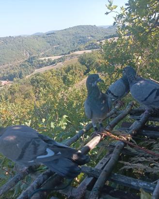 Piccioni volantini Ternani