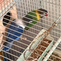 Coppie di Inseparabili personata