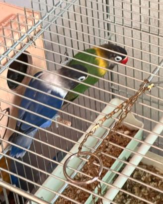 Coppie di Inseparabili personata