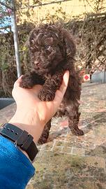 Barboncini cioccolato